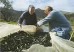 La raccolta delle olive a Montegiovi (19kb)